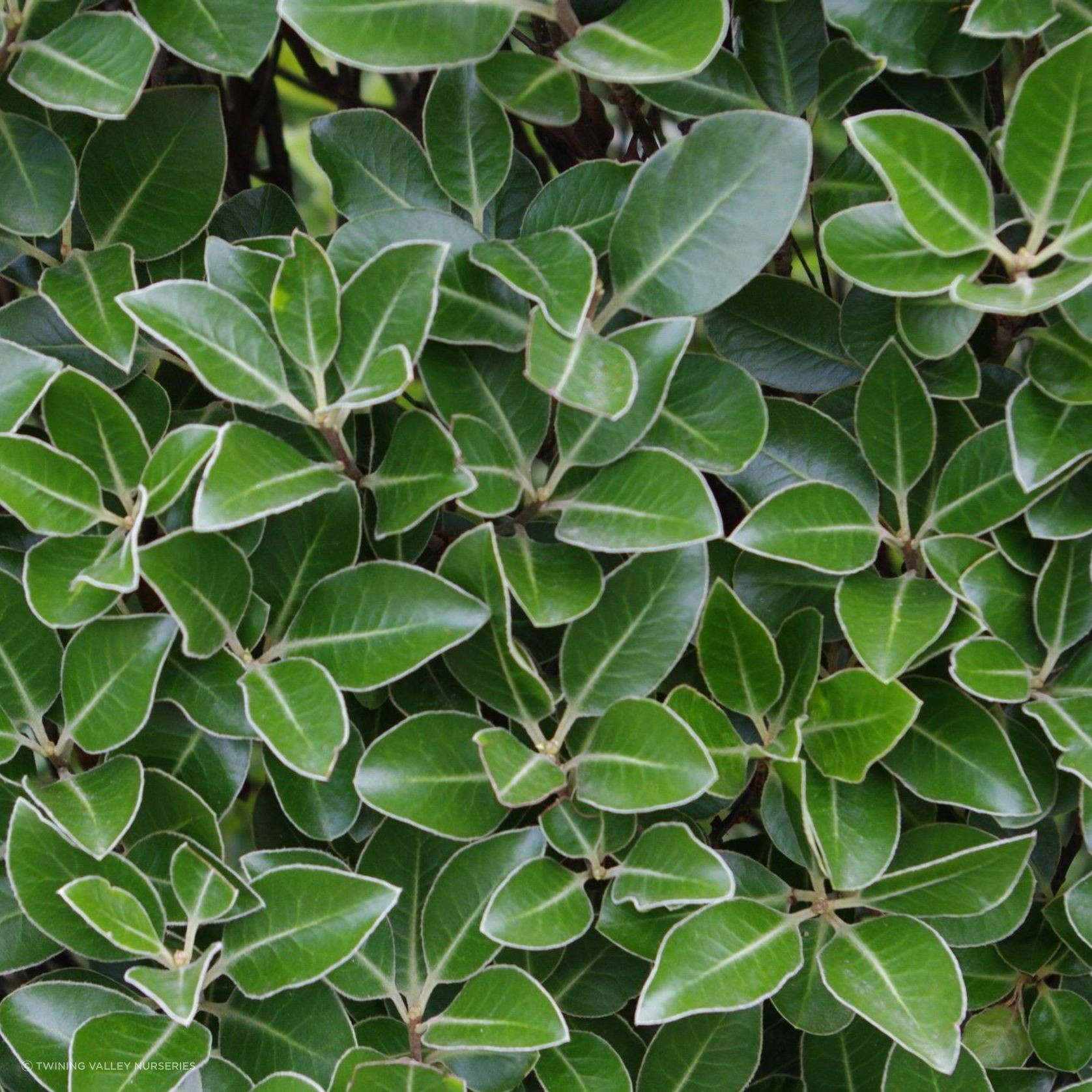 Pittosporum 'Stephens Island' instant hedge gallery detail image