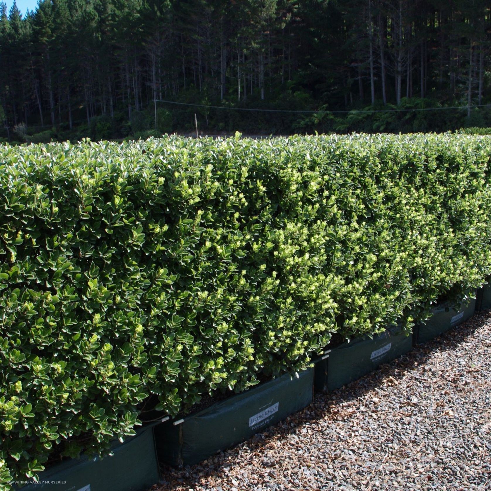 Pittosporum 'Stephens Island' instant hedge gallery detail image