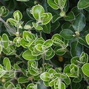 Pittosporum 'Stephens Island' instant hedge gallery detail image