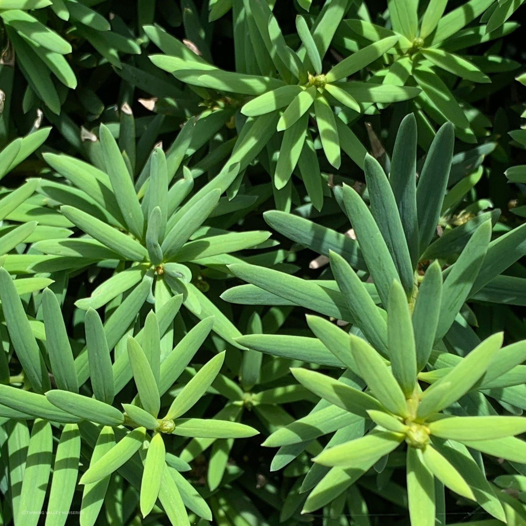 Podocarpus tōtara 'Ardmore Green' instant hedge. gallery detail image