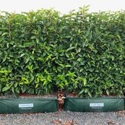 Prunus lusitanica (Portuguese laurel) instant hedge. gallery detail image
