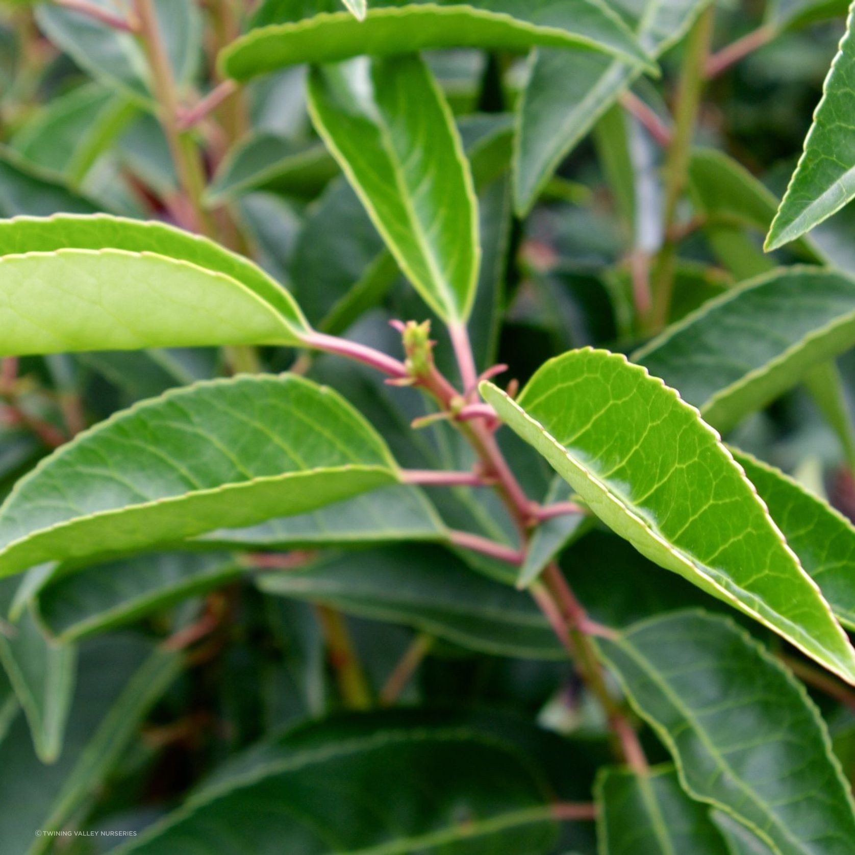 Prunus lusitanica (Portuguese laurel) instant hedge. gallery detail image