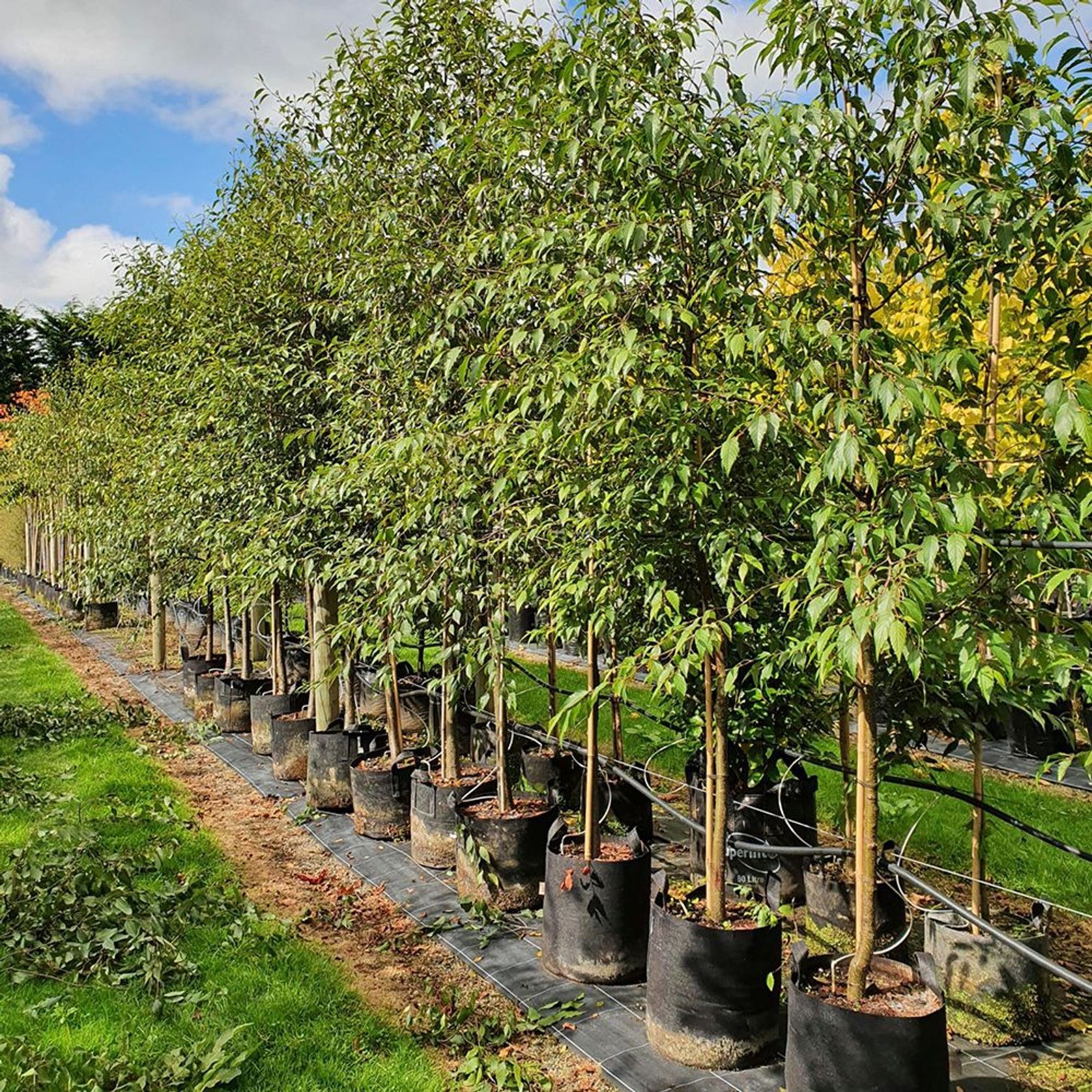 Alnus jorullensis | Semi-Evergreen Alder gallery detail image