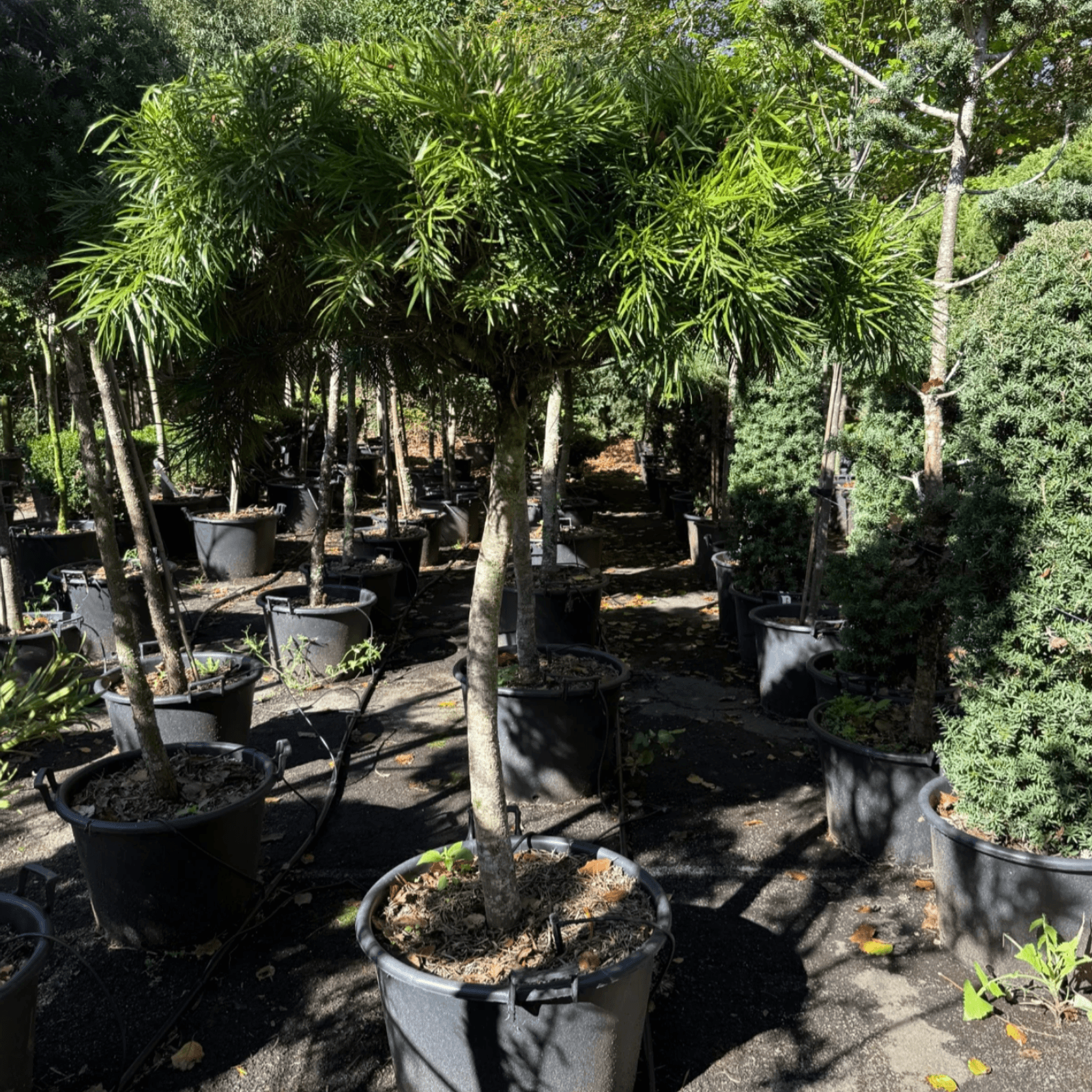 Podocarpus Gracilior – Bonsai Style gallery detail image