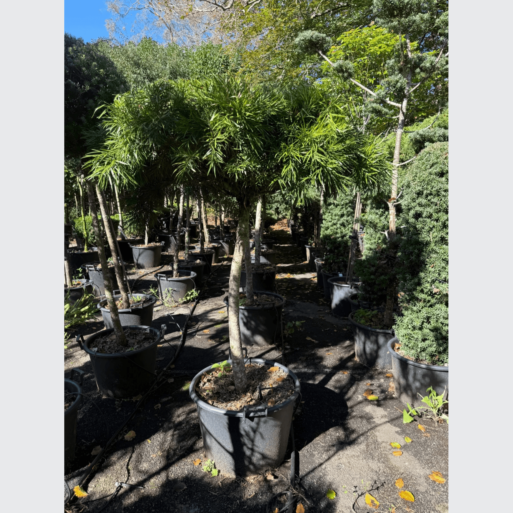 Podocarpus Gracilior – Bonsai Style gallery detail image