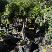 Podocarpus Gracilior – Bonsai Style gallery detail image