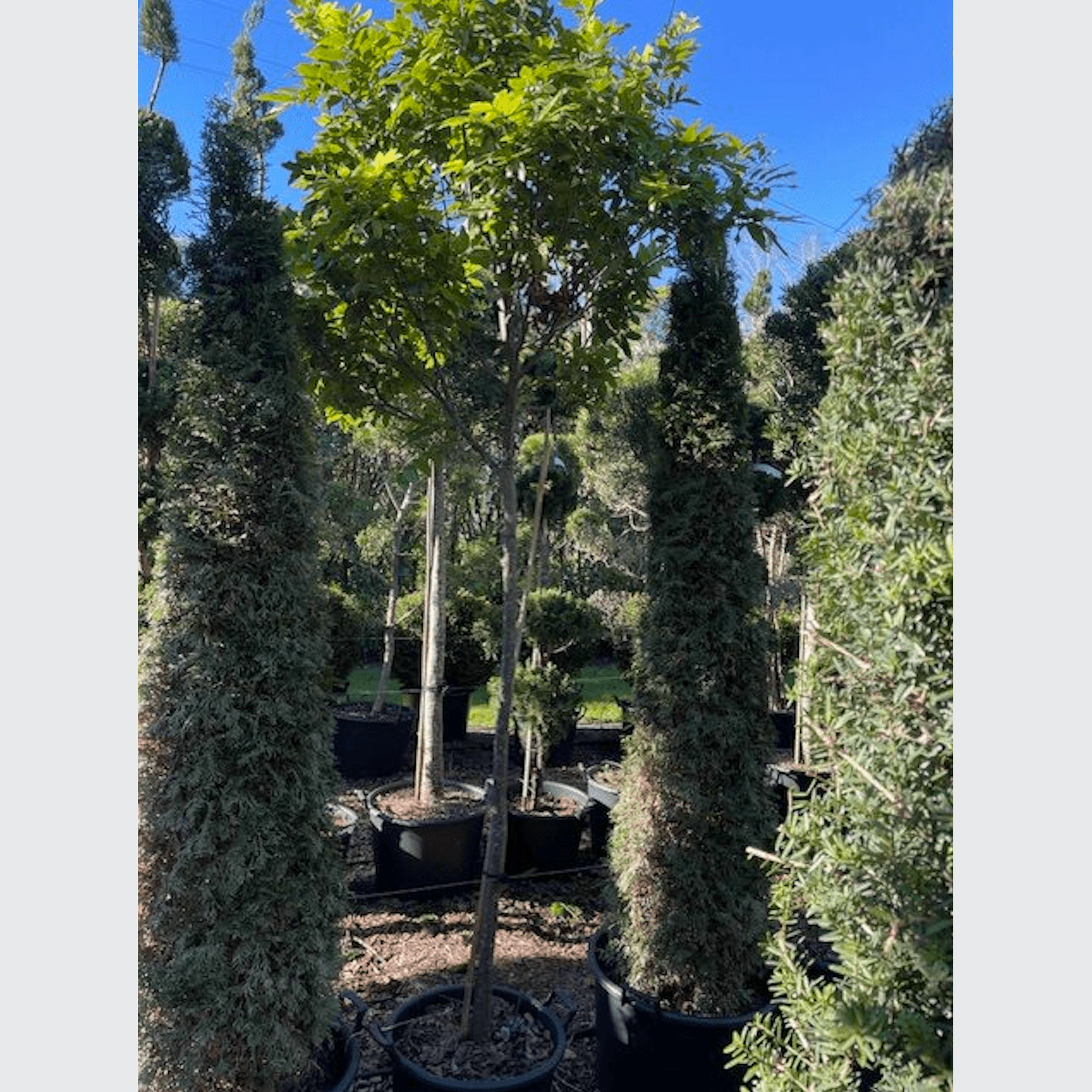 NZ Titoki gallery detail image