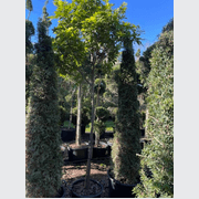 NZ Titoki gallery detail image