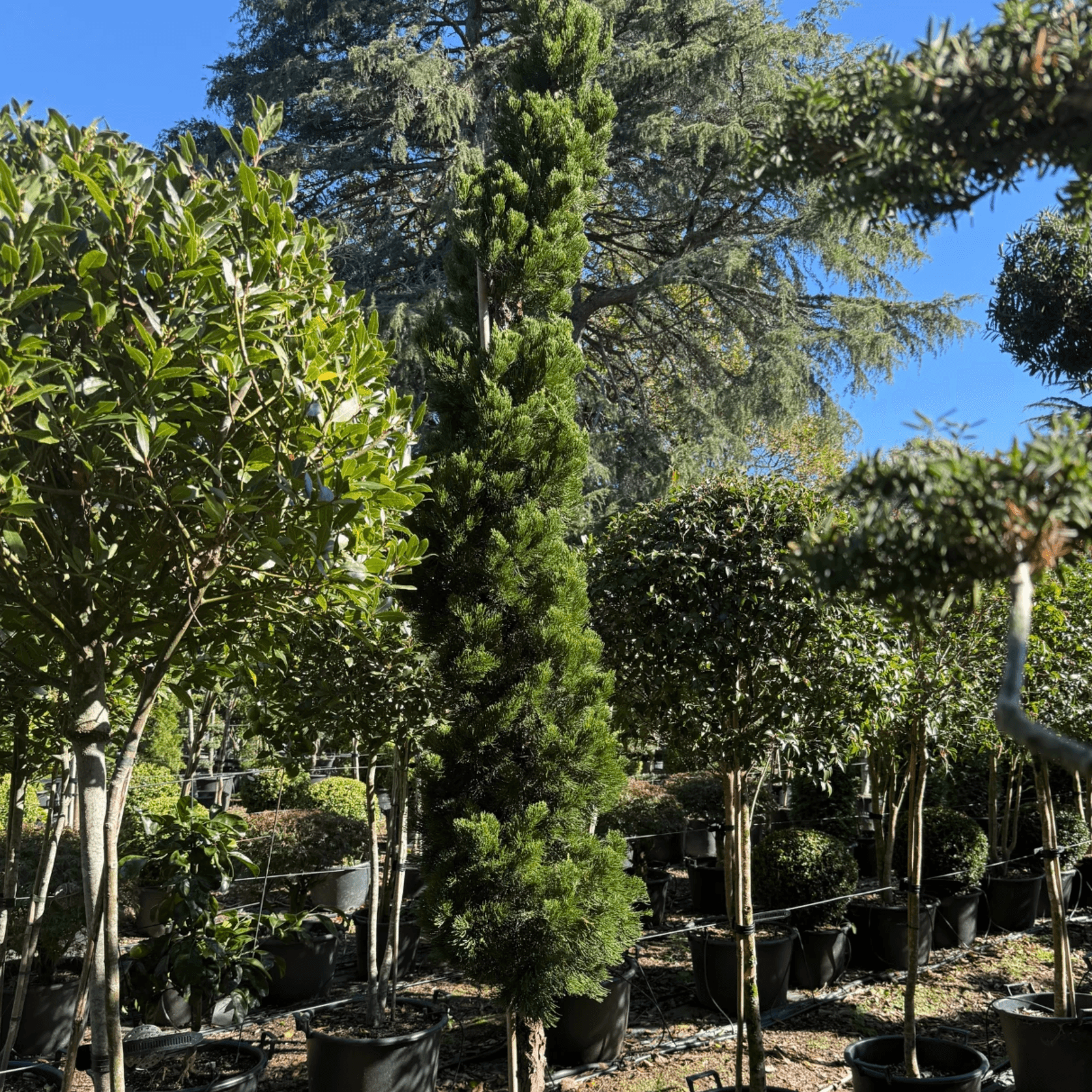 Juniperus Kaizuka – Column gallery detail image