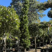 Juniperus Kaizuka – Column gallery detail image