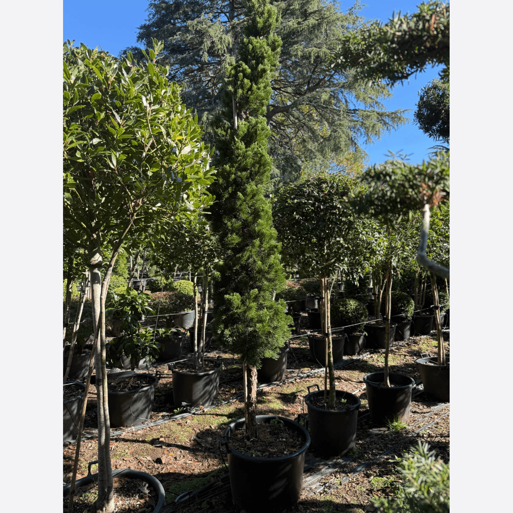 Juniperus Kaizuka – Column gallery detail image