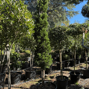 Juniperus Kaizuka – Column gallery detail image
