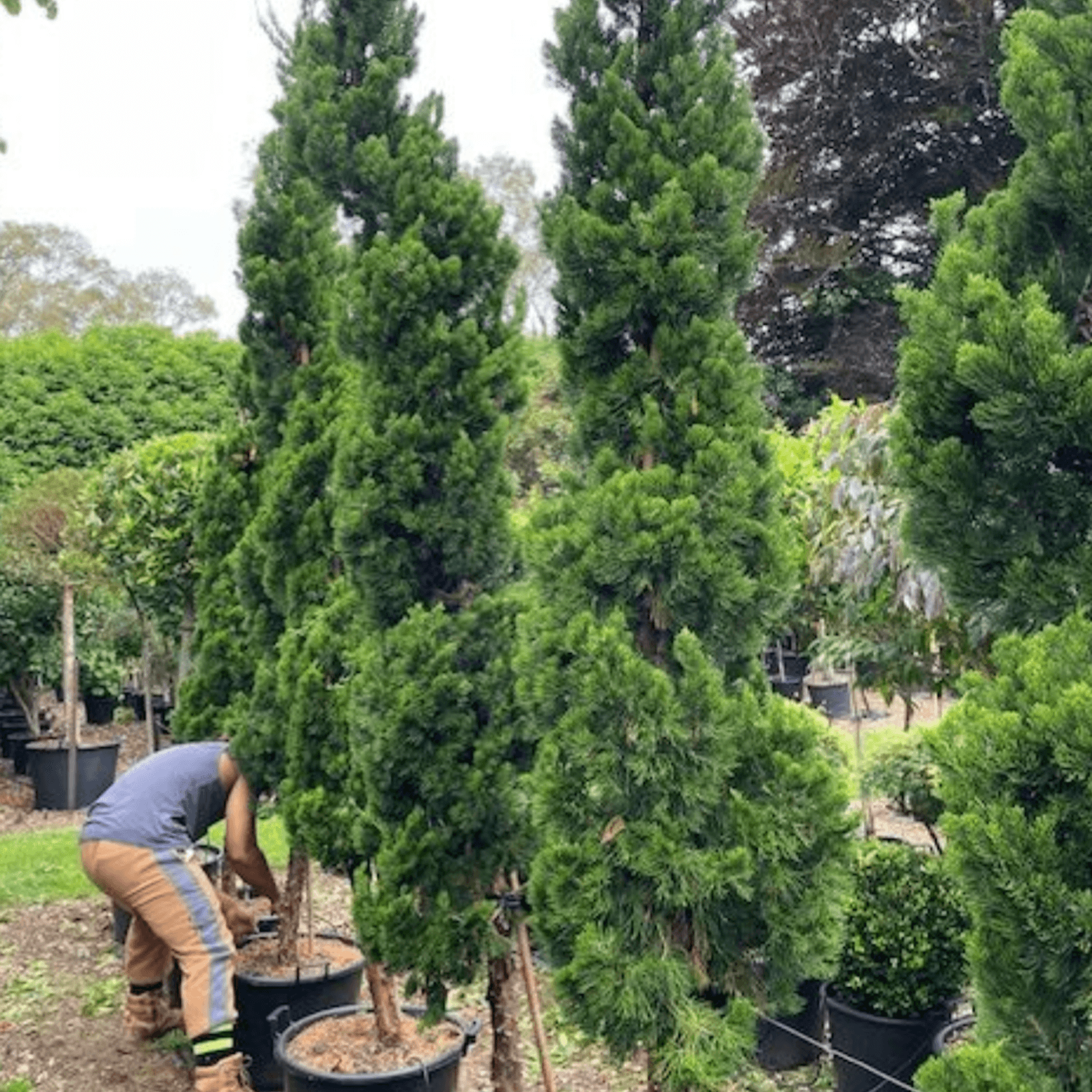 Juniperus Kaizuka – Column gallery detail image