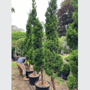 Juniperus Kaizuka – Column gallery detail image