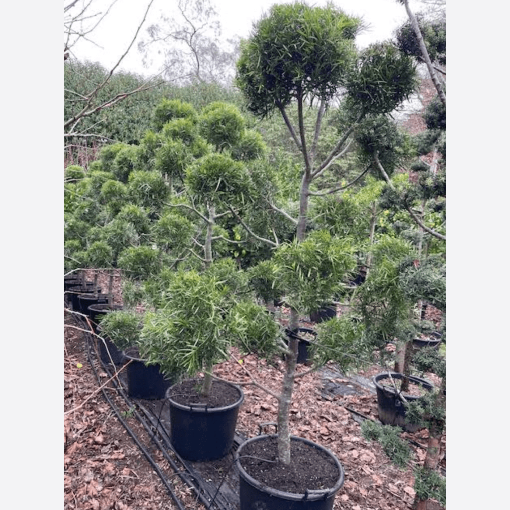 Podocarpus Gracilior – Clouds gallery detail image