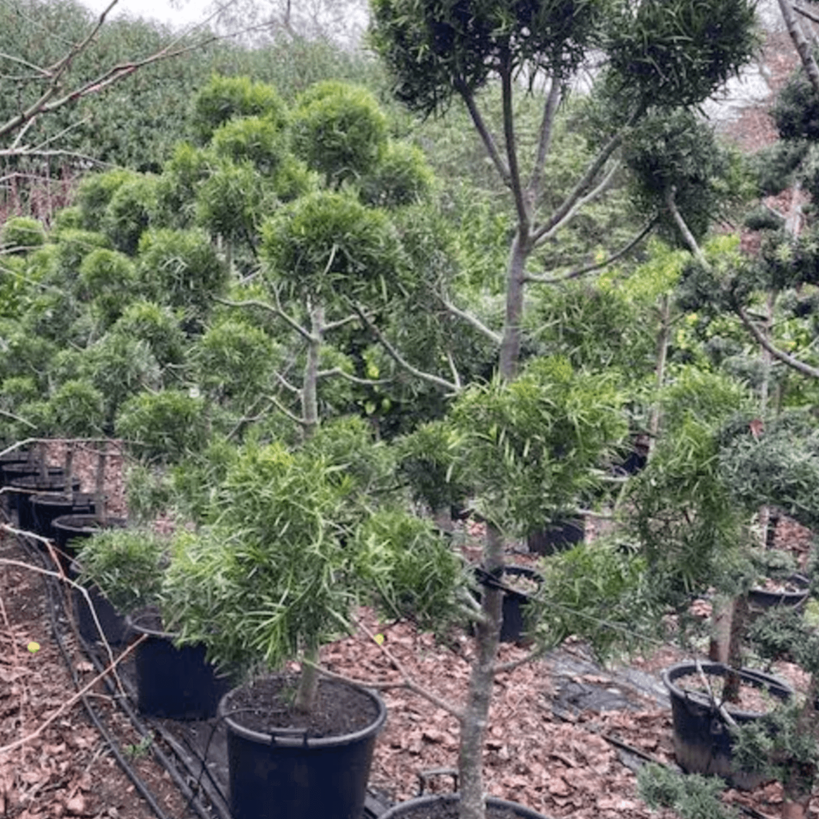 Podocarpus Gracilior – Clouds gallery detail image