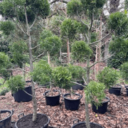 Podocarpus Gracilior – Clouds gallery detail image