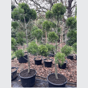 Podocarpus Gracilior – Clouds gallery detail image