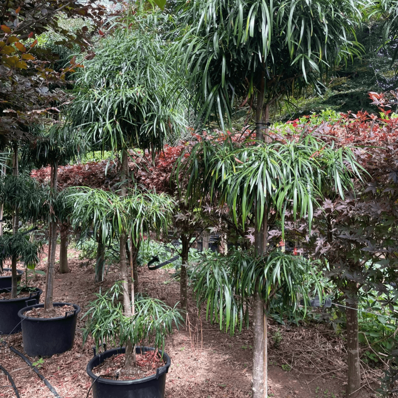 Podocarpus Henkelii – Layered gallery detail image