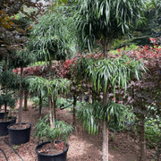 Podocarpus Henkelii – Layered gallery detail image