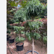 Podocarpus Henkelii – Layered gallery detail image