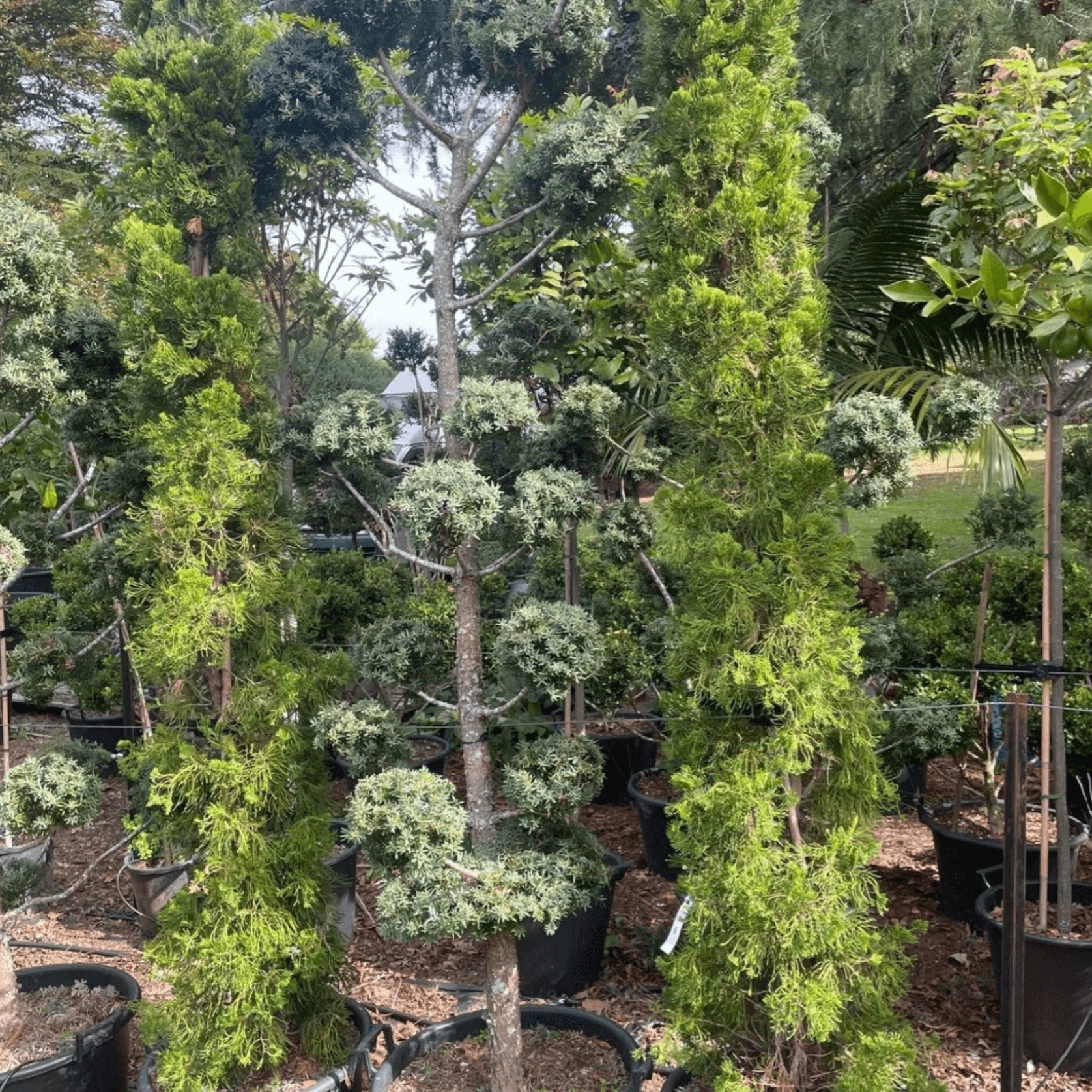 Podocarpus Matapouri Blue – Clouds gallery detail image