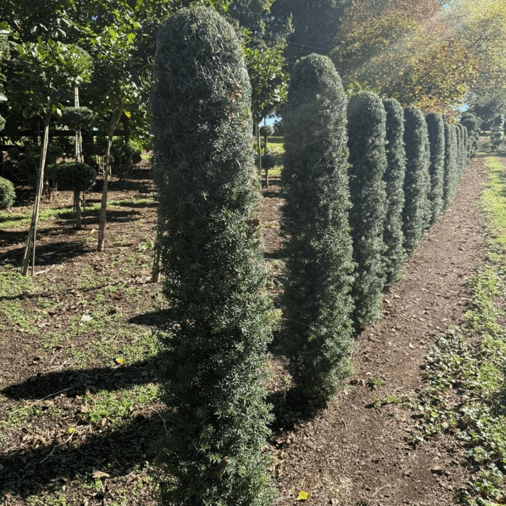 Podocarpus Matapouri Blue – Column gallery detail image