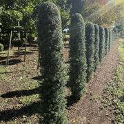 Podocarpus Matapouri Blue – Column gallery detail image