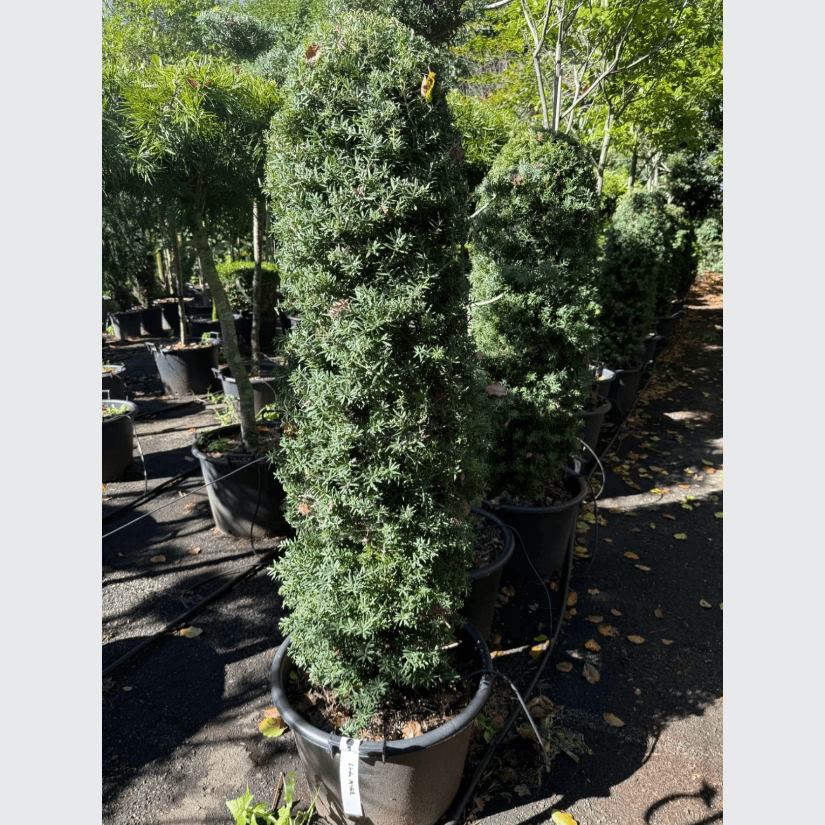 Podocarpus Matapouri Blue – Column gallery detail image