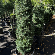 Podocarpus Matapouri Blue – Column gallery detail image