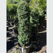 Podocarpus Matapouri Blue – Column gallery detail image