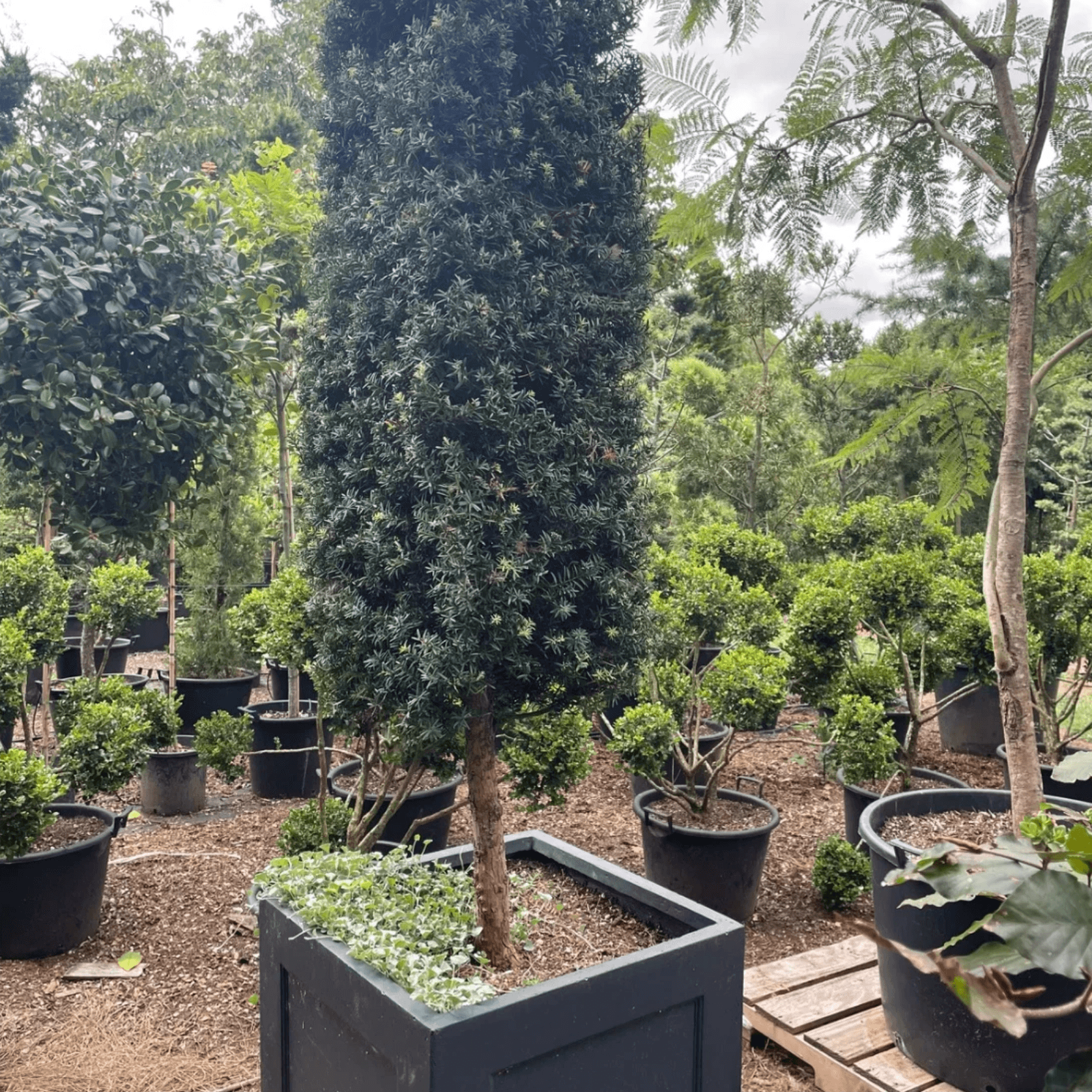Podocarpus Matapouri Blue w/ Pot gallery detail image
