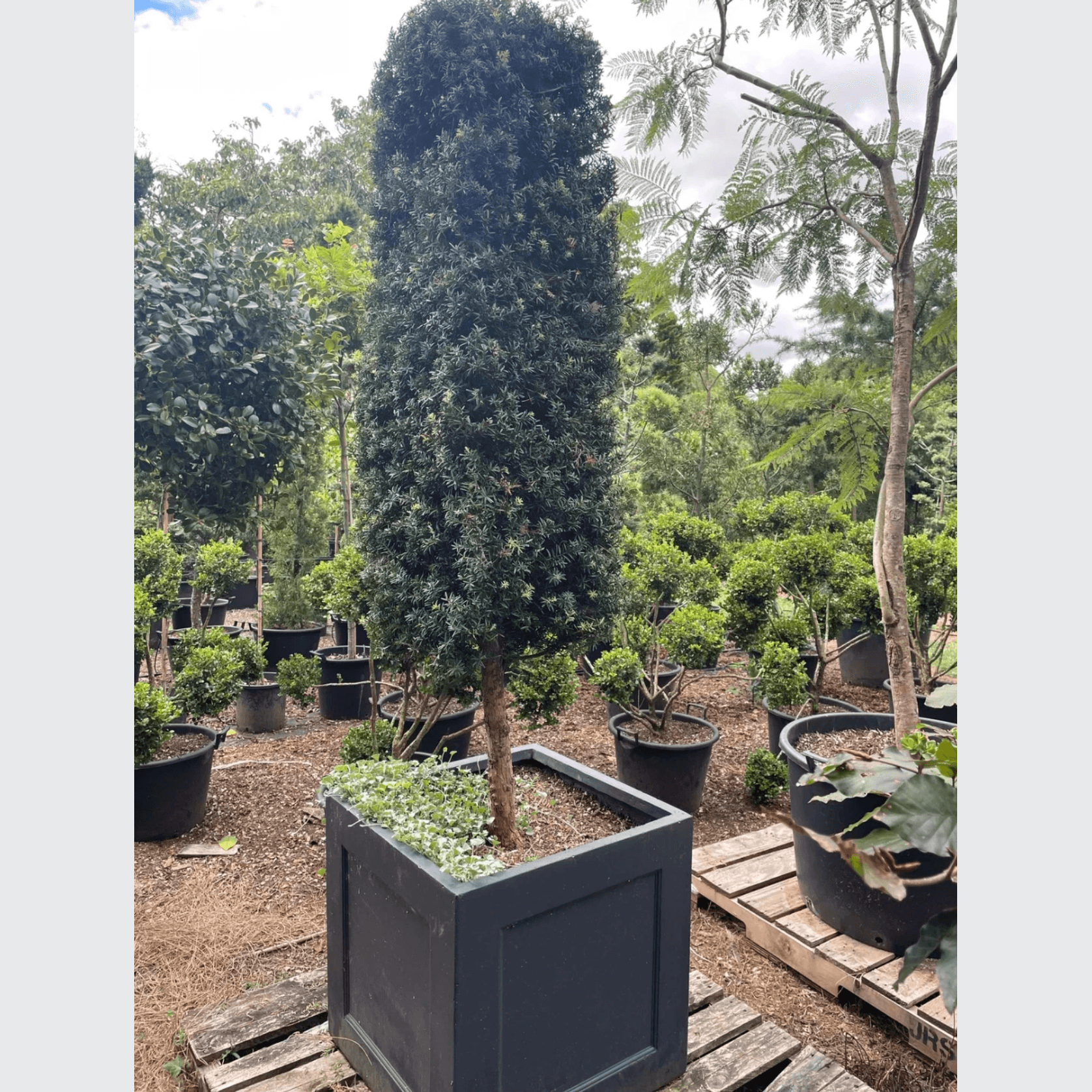 Podocarpus Matapouri Blue w/ Pot gallery detail image