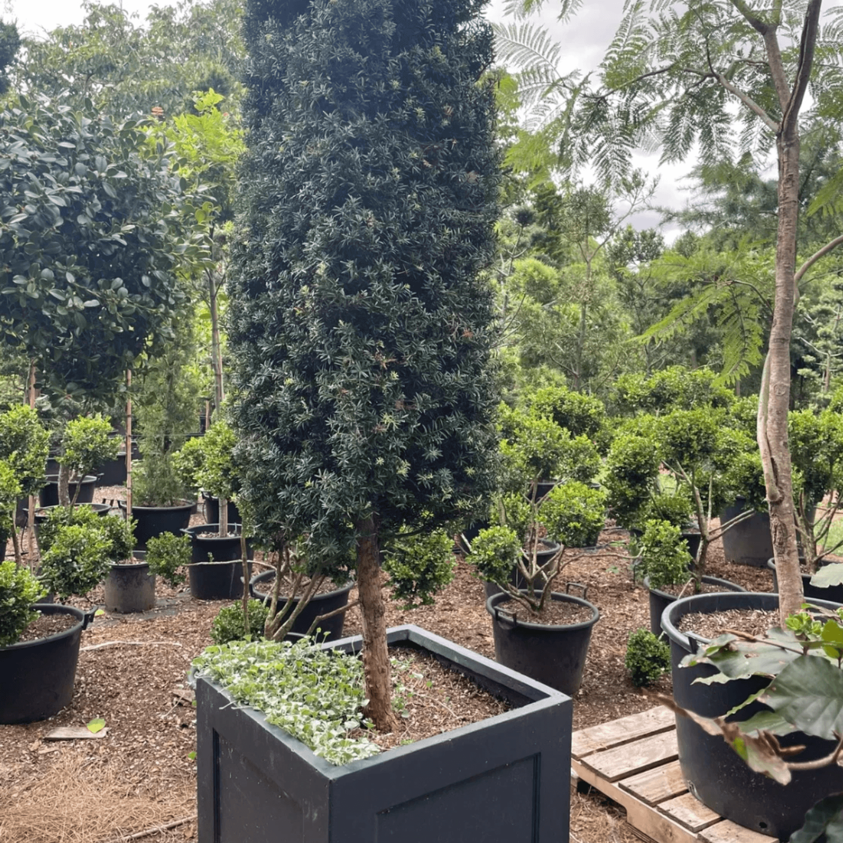 Podocarpus Matapouri Blue w/ Pot gallery detail image