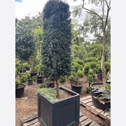 Podocarpus Matapouri Blue w/ Pot gallery detail image