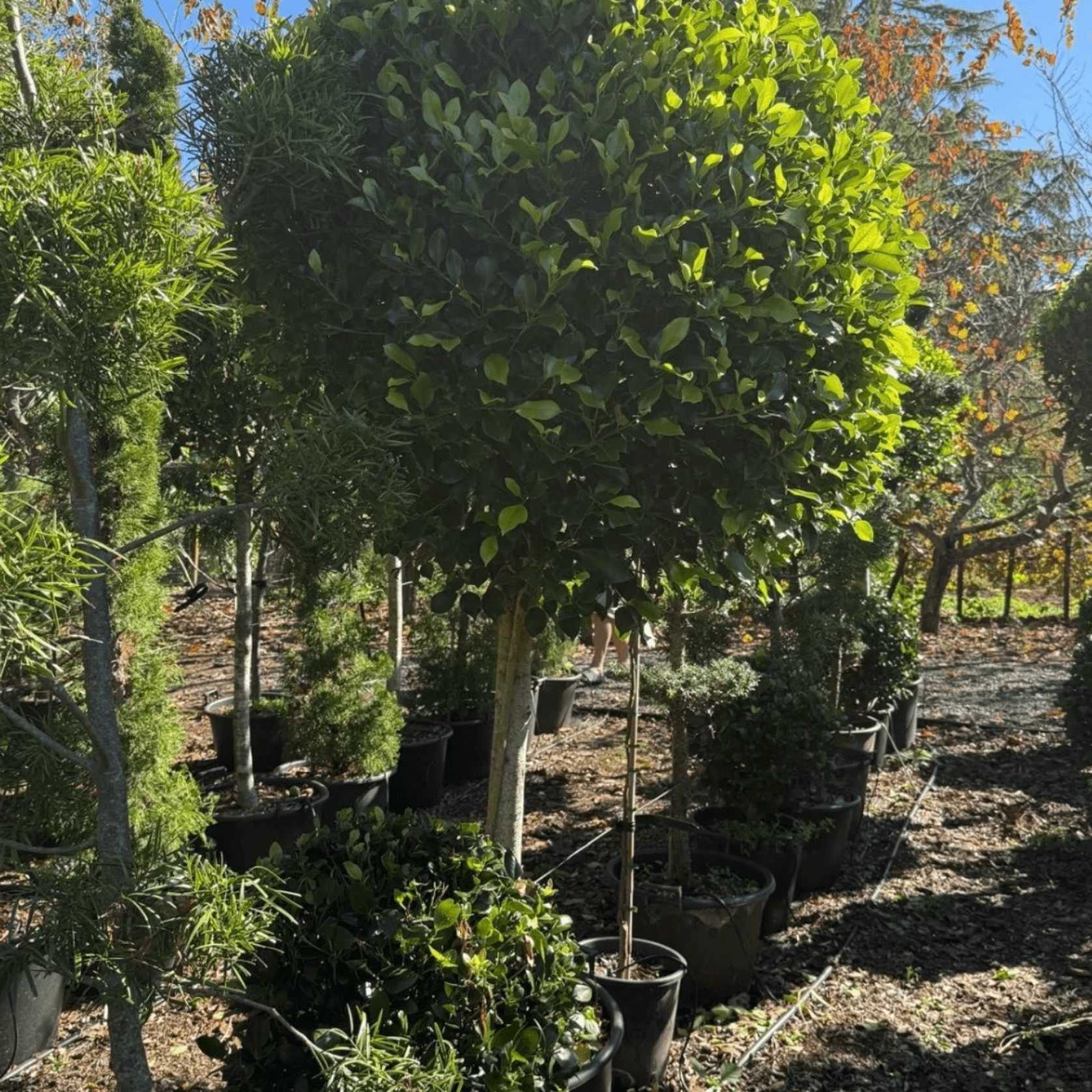 Ficus Tuffi – Standard gallery detail image