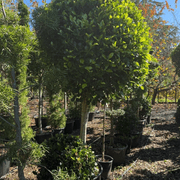 Ficus Tuffi – Standard gallery detail image
