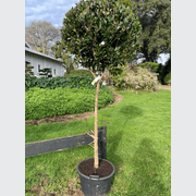 Camellia Setsugekka – Standard gallery detail image