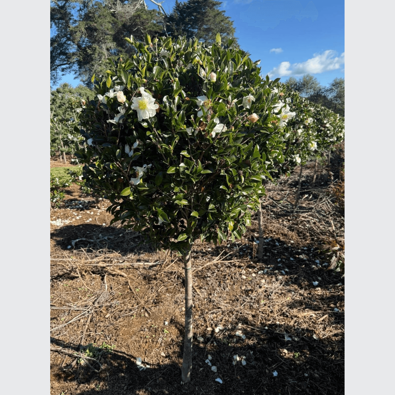 Camellia Setsugekka – Standard gallery detail image