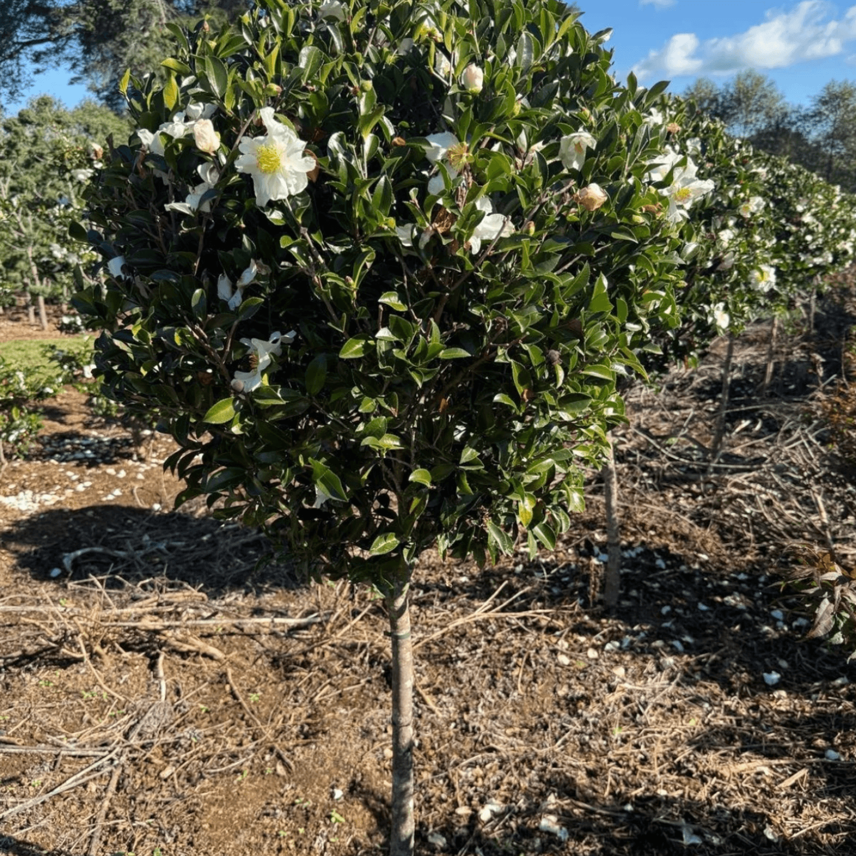 Camellia Setsugekka – Standard gallery detail image