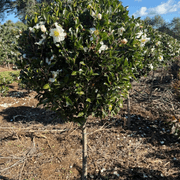 Camellia Setsugekka – Standard gallery detail image