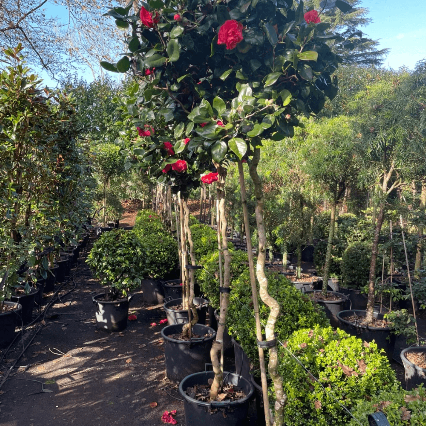 Camellia Curly Lady – Standard gallery detail image