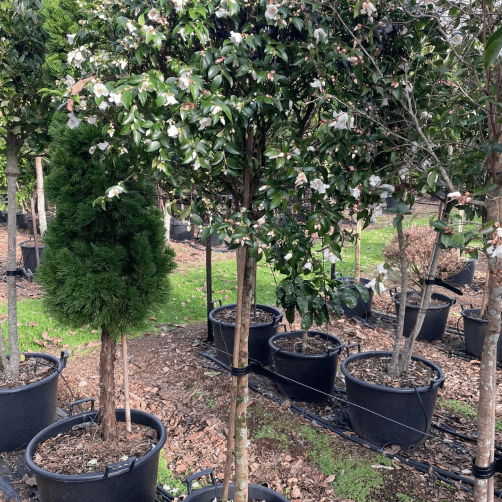 Camellia Transnokoensis – Standard gallery detail image