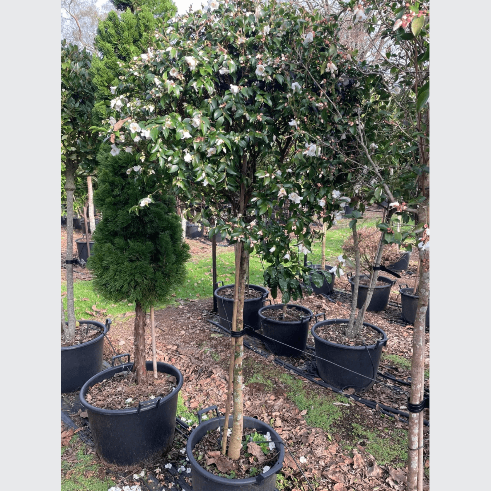 Camellia Transnokoensis – Standard gallery detail image