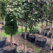 Camellia Transnokoensis – Standard gallery detail image