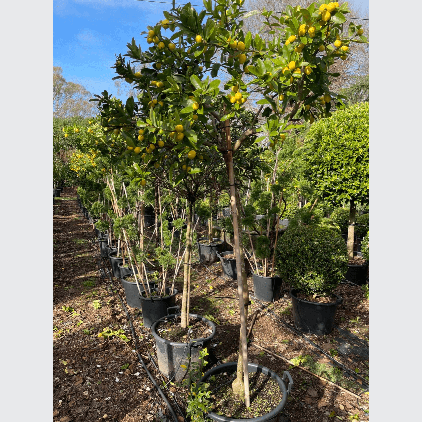 Citrus Lime Cocktail – Standard gallery detail image