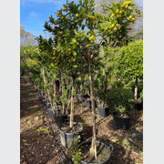 Citrus Lime Cocktail – Standard gallery detail image