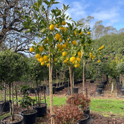 Citrus Meyer Lemon – Standard gallery detail image
