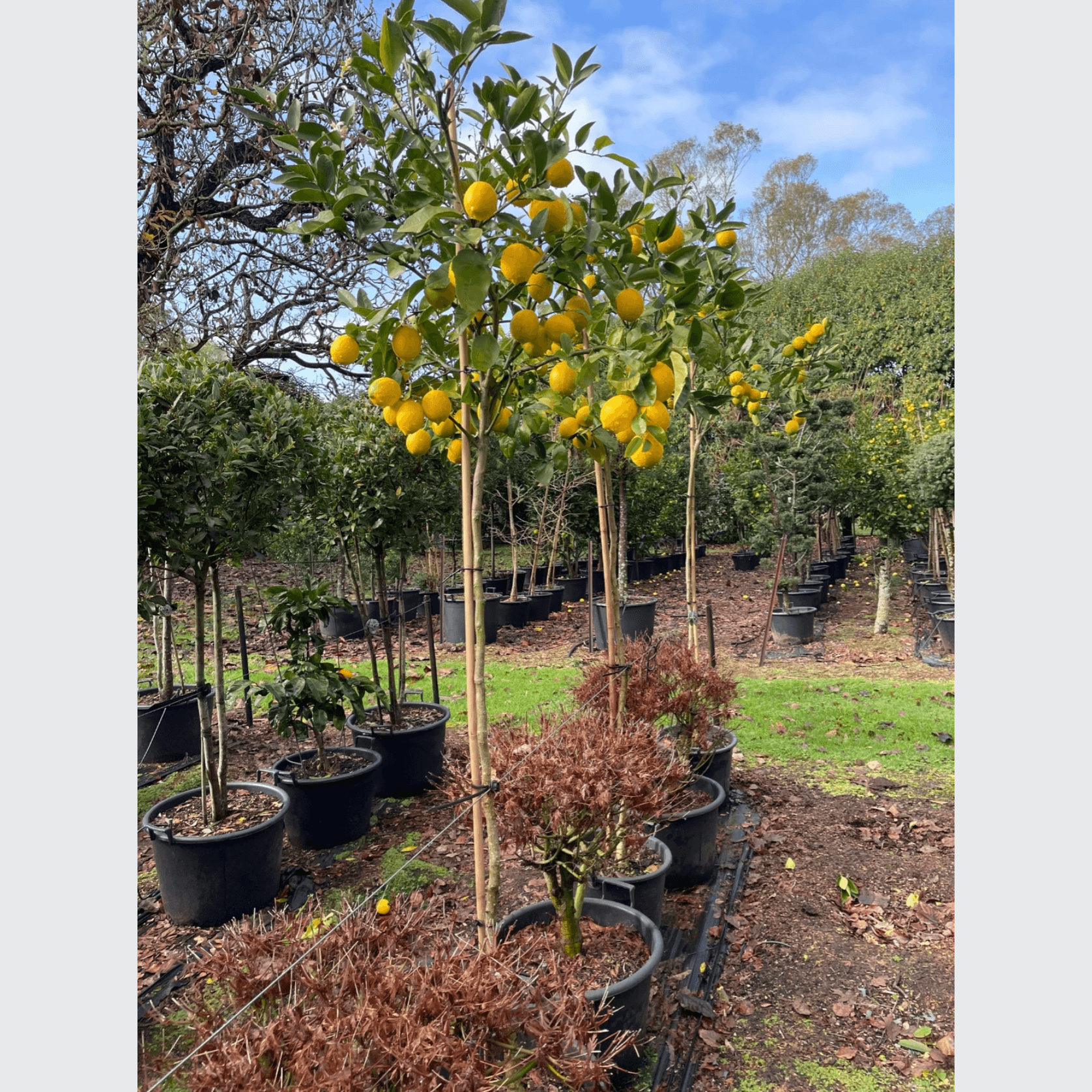 Citrus Meyer Lemon – Standard gallery detail image