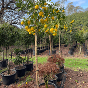 Citrus Meyer Lemon – Standard gallery detail image